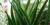 Sansevieria parva