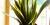 Sansevieria trifasciata