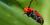 Common milkweed beetle