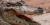 Broad-snouted caiman