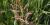 Sorghum