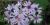 Symphyotrichum cordifolium