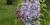 Syringa vulgaris 'Heavenly Blue'.