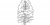 Thuja occidentalis