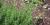 Thymus vulgaris