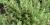 Thymus vulgaris