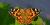 Vanessa cardui