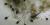 Tadpoles of western chorus frogs