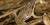 Western chorus frog