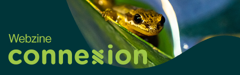 Connexion Webzine - Mobile