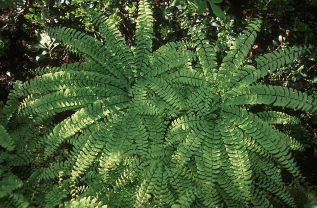 Adiantum pedatum