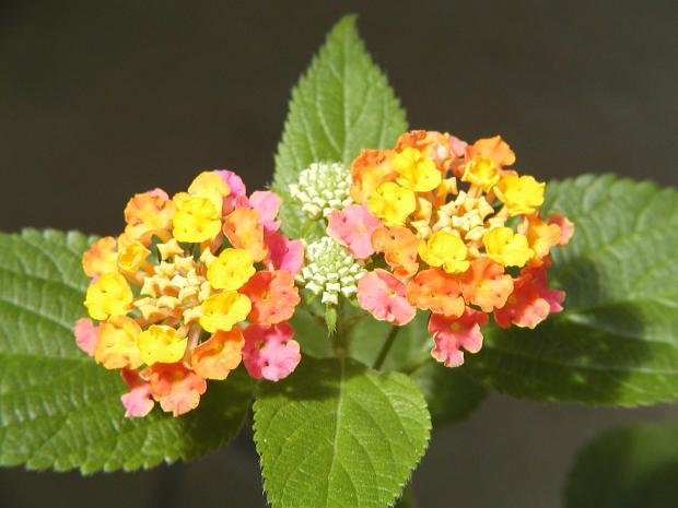 9 - Lantana