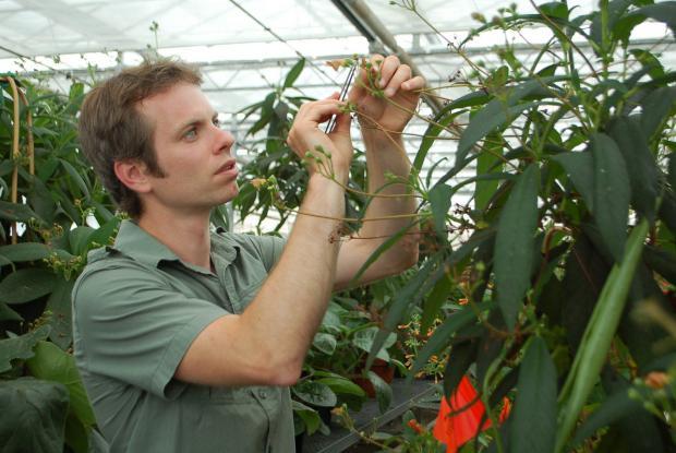 Plant pollination by hand in the Botanical Garden greenhouses.