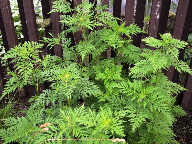 Petite herbe à poux (Ambrosia artemisiifolia)