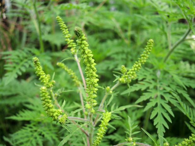 Petite herbe à poux (Ambrosia artemisiifolia) -  inflorescence