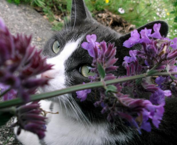 Chat et herbe-à-chat (Nepeta cataria)