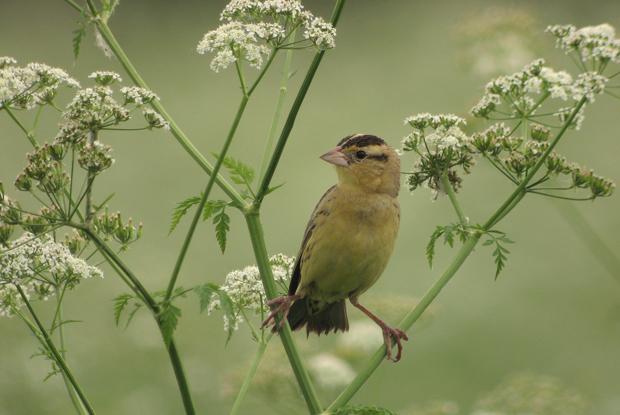 Bobolink