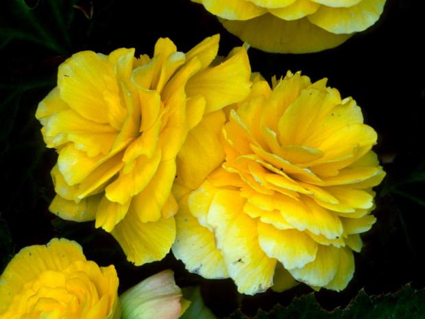 Begonia tuberhybrida