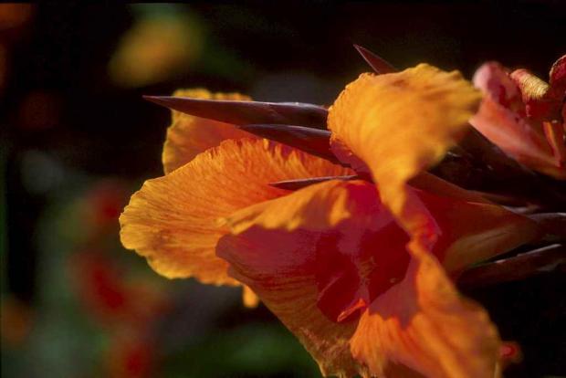 Canna x generalis