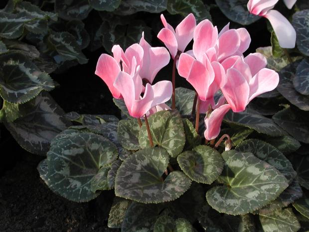 Cyclamen