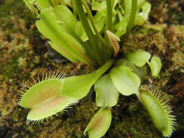 Venus flytrap (<em>Dionaea muscipula</em>), a carnivorous plant.