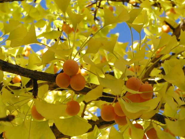 Ginkgo biloba.