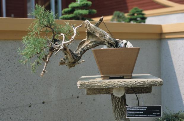 Juniperus scopulorum, Bonsaï.