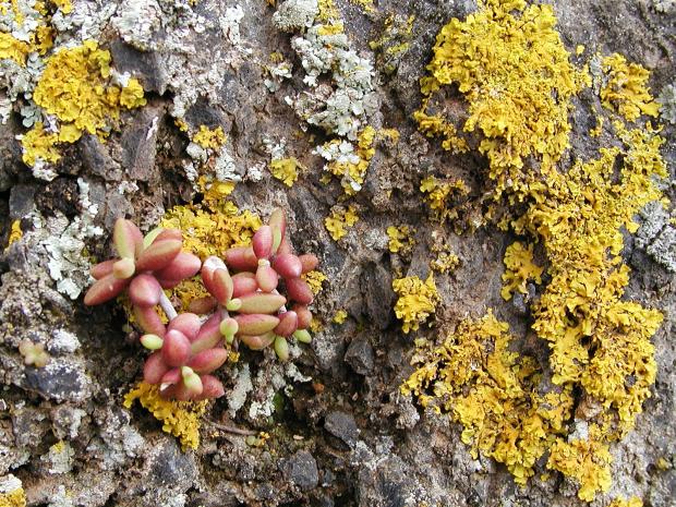 Lichen on a Canary Island pine