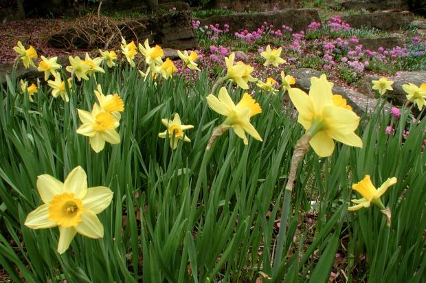 Narcissus cv.
