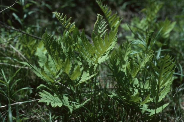Onoclea sensibilis.