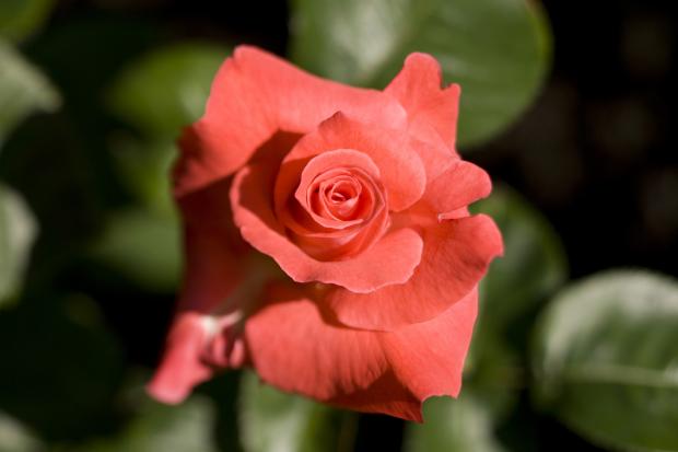 Rosa 'Touch of Class'.