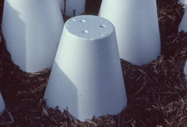 Protective cones for roses.