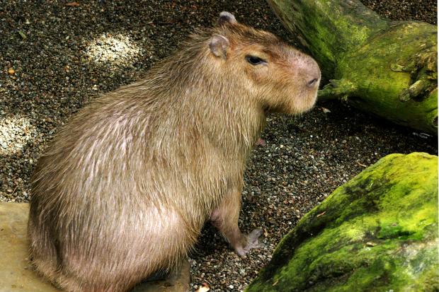 Capybara Hydrochoerus Hydrochaeris Dans La Foret Tropicale Au Images, Photos, Reviews