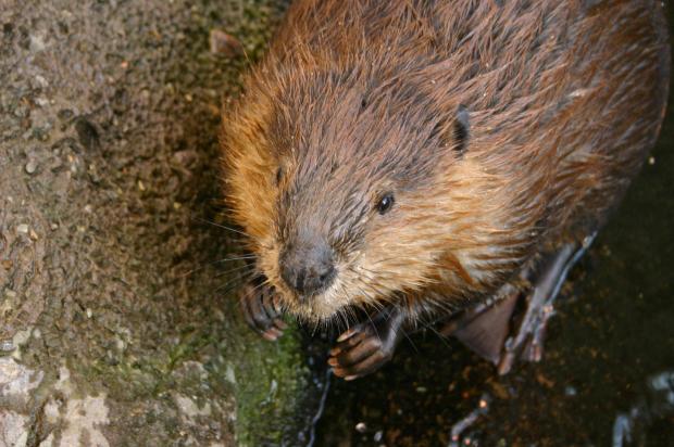 Castor canadensis.