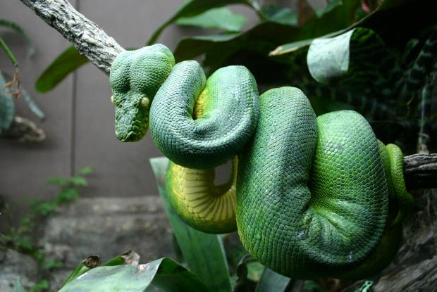 Emerald tree boa