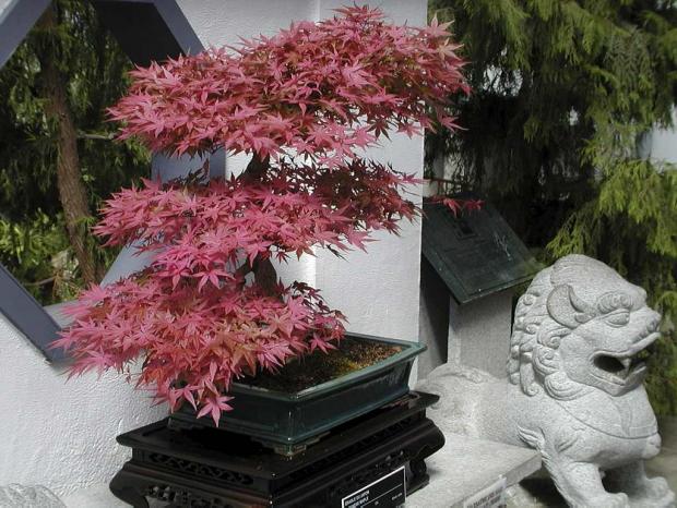 Acer palmatum