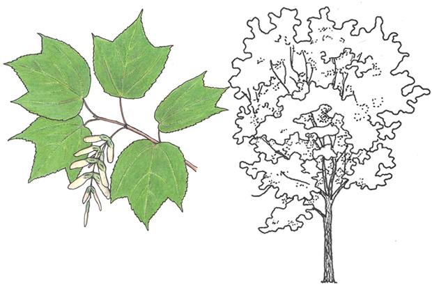 Acer pennsylvanicum