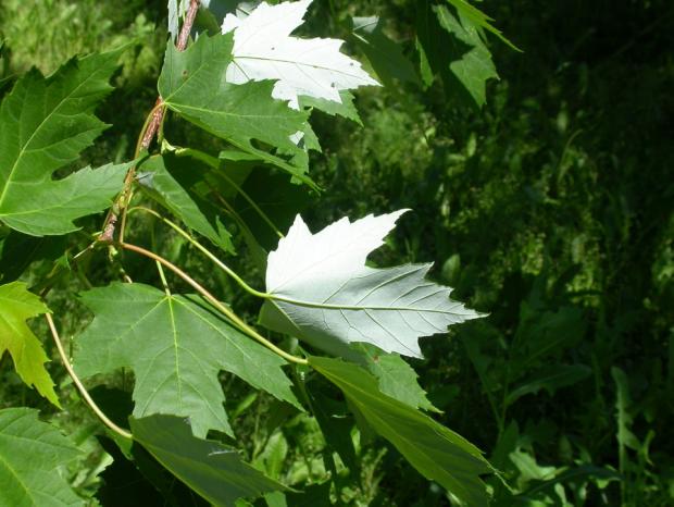 Acer saccharinum.