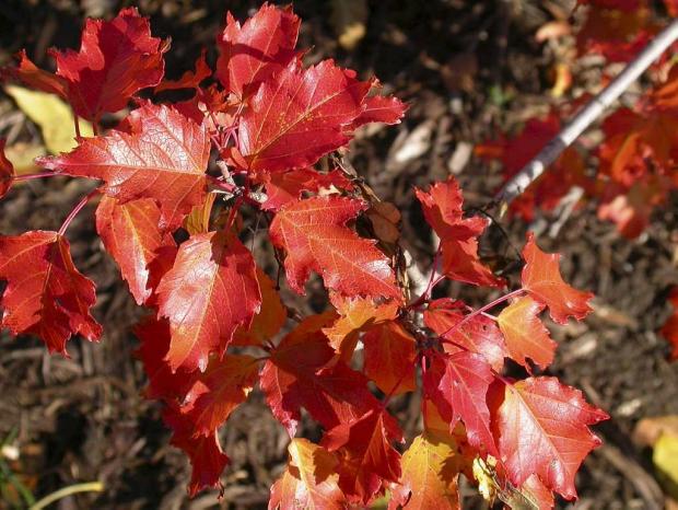 Acer tataricum ssp. ginnala
