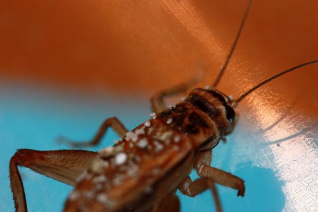 Acheta domestica
