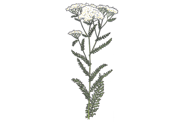 Achillea millefolium (Achillea lanulosa)