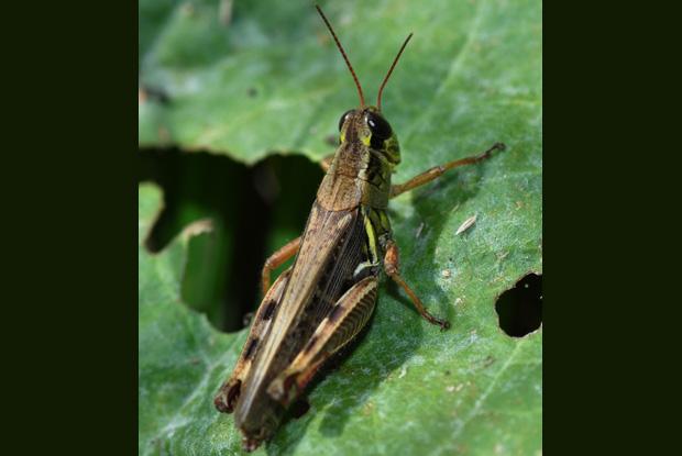 Acrididae, Québec, Canada.