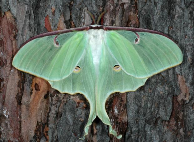Actias luna, Québec, Canada.