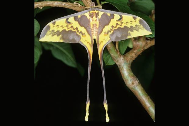 Actias maenas, Indomalesia.