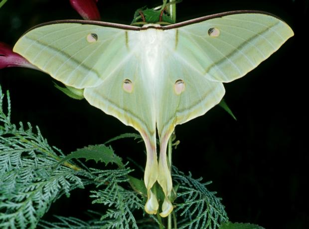 Actias selene, Southeast Asia.