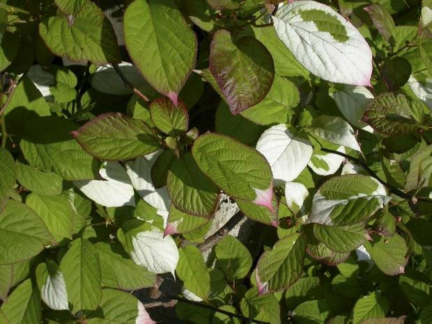 Actinidia kolomikta