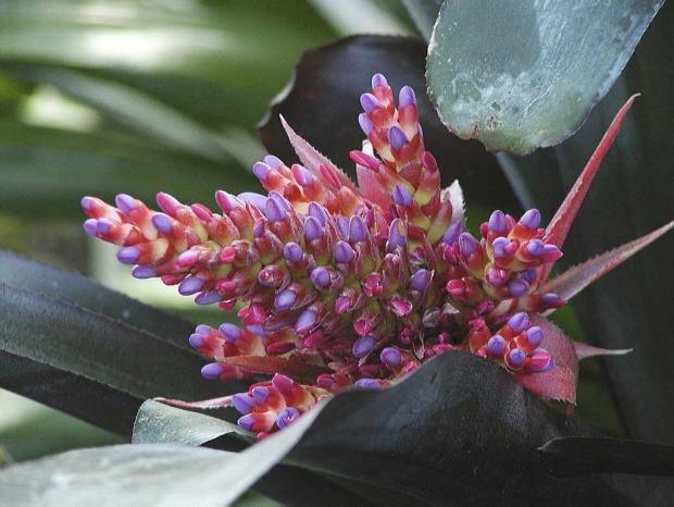Aechmea 'Rajah'