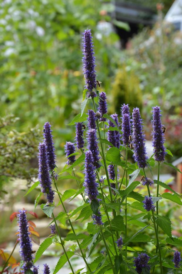 Agastache fenouil