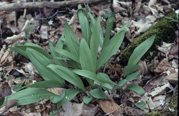 Wild leek (Allium tricoccum).