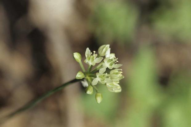 Ail des bois (Allium tricoccum).